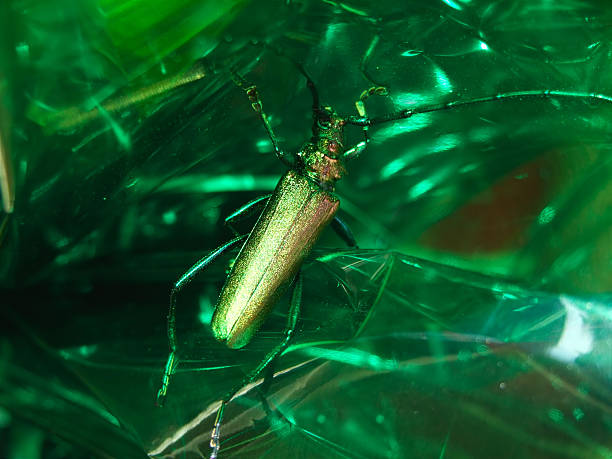 insecto verde - lepidopteron fotografías e imágenes de stock