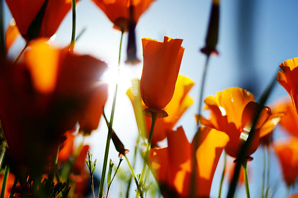 Flores de laranja, 1 - foto de acervo