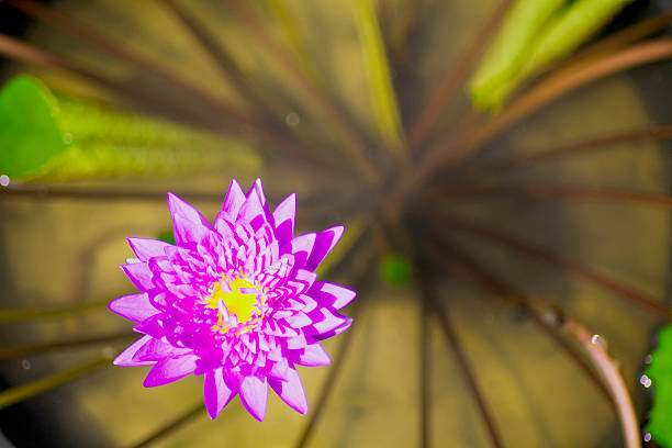 lotus kwiaty abloom - abloom zdjęcia i obrazy z banku zdjęć