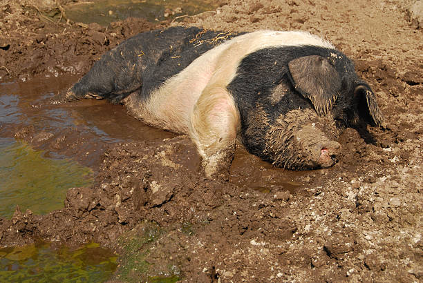 istock British Saddleback Pig is taken en mud bath 469597612