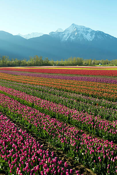 istock Cultivated Tulip Field Fraser Valley British Columbia 469597718