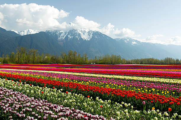 istock Cultivated Tulip Field Fraser Valley British Columbia 469597722