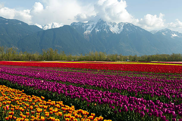 istock Cultivated Tulip Field Fraser Valley British Columbia 469597738