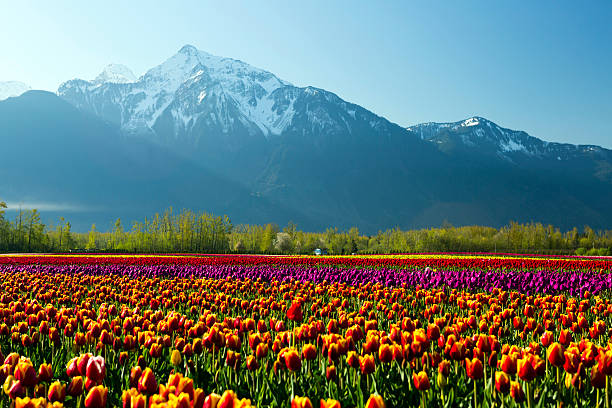 Cultivated Tulip Field Fraser Valley British Columbia