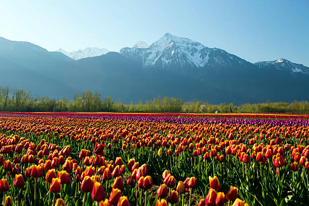 istock Cultivated Tulip Field Fraser Valley British Columbia 469597752