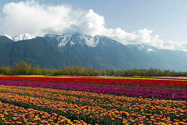 istock Cultivated Tulip Field Fraser Valley British Columbia 469597760