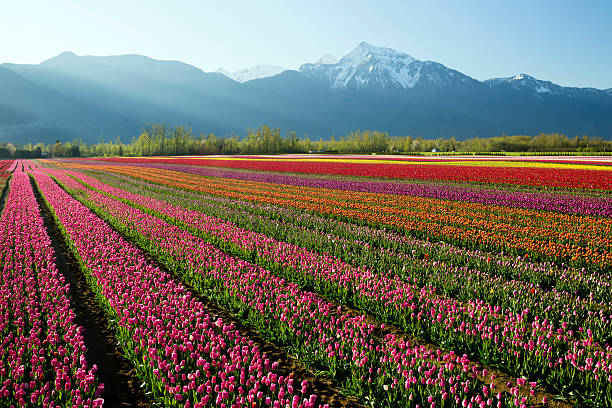 istock Cultivated Tulip Field Fraser Valley British Columbia 469597774