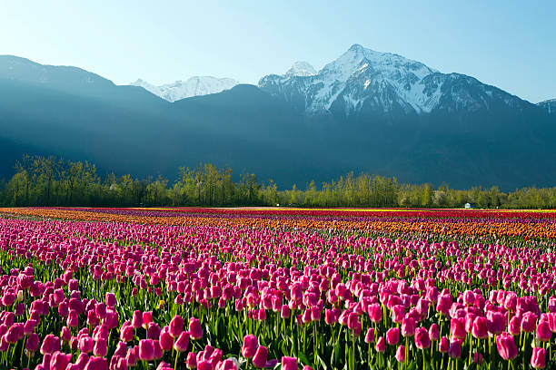 istock Fields of cultivated tulips in Fraser valley B.C 469597804