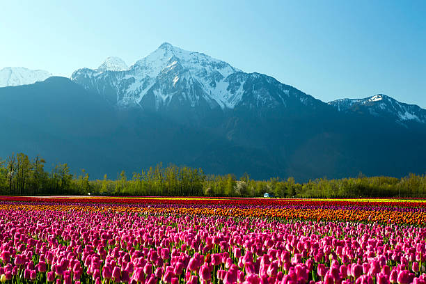 istock Cultivated Tulip Field Fraser Valley British Columbia 469597812