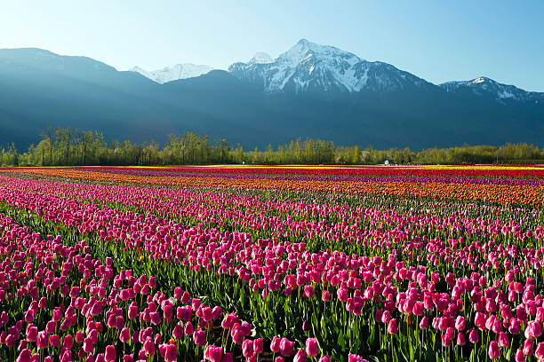 istock Cultivated Tulip Field Fraser Valley British Columbia 469597830
