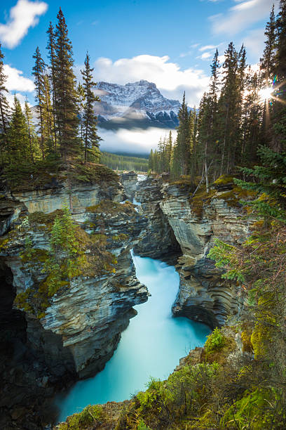 cascate di athabasca, canada - parco nazionale di jasper foto e immagini stock