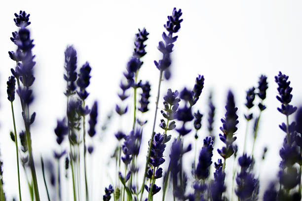 Lavanda - foto de acervo