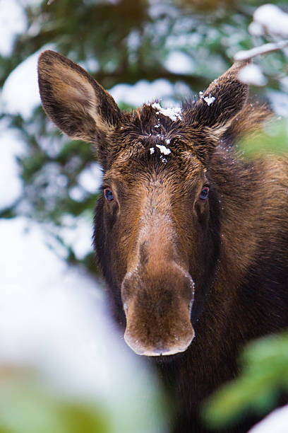 moose na neve - canada moose winter snow imagens e fotografias de stock