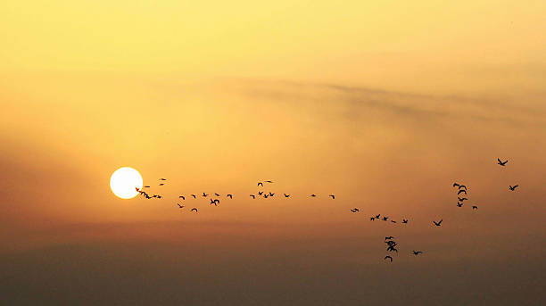 istock In pursuit of the sun 469600454