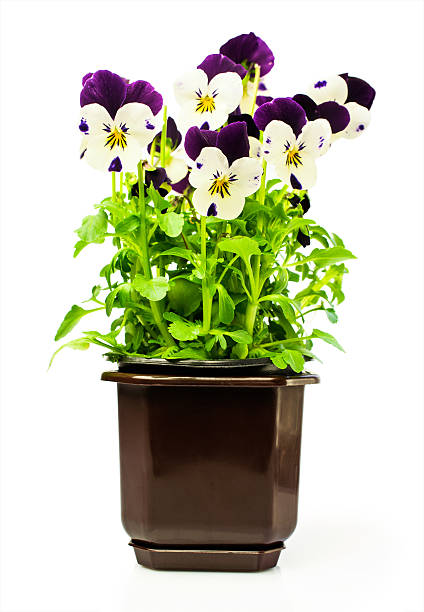 istock Two-colored pansies in a pot 469600568