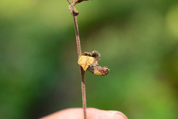 istock Detail of Nature 469603642