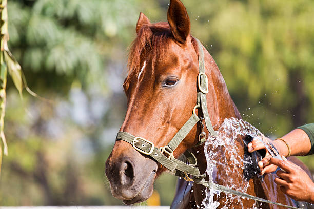 istock man Bathe horse with horse 469604961