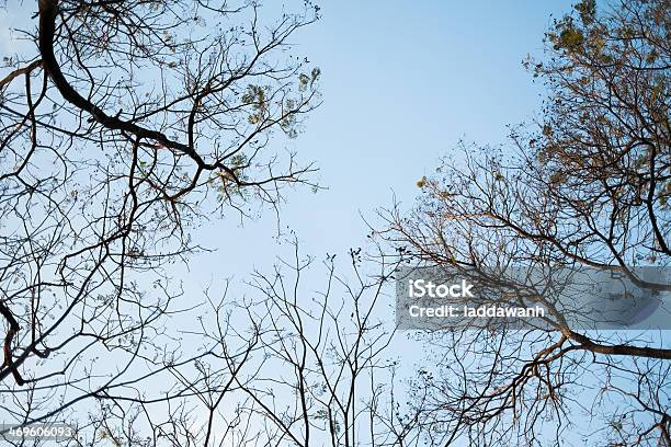 Foto de Dead Árvore e mais fotos de stock de Azul - Azul, Caule, Contrastes