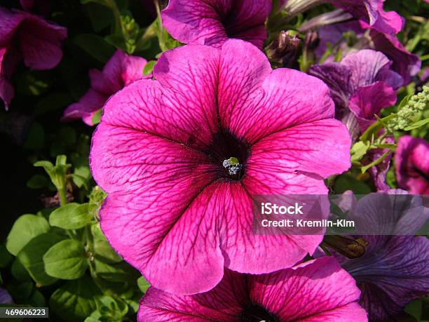 Flor Foto de stock y más banco de imágenes de Clarín - Clarín, Flor, Flora