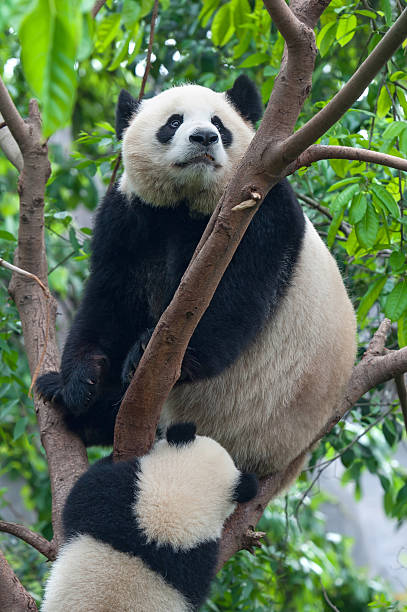 istock Mother giant panda bear in tree with cub 469607521