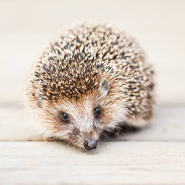 istock Small Funny Hedgehog On Wooden Floor 469609034