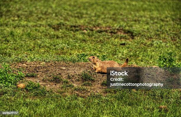 Photo libre de droit de Chien De Prairie banque d'images et plus d'images libres de droit de Chien de prairie - Chien de prairie, Herbe, Horizontal