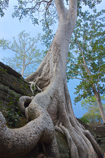 A silk-cotton tree growing around Ta Promh temple in Angkor Wat, Cambodia.