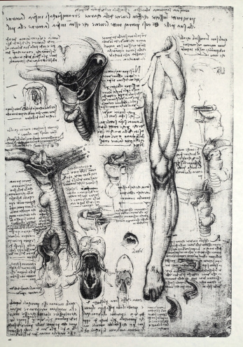 Anatomy art by Leonardo Da Vinci  from 14th century