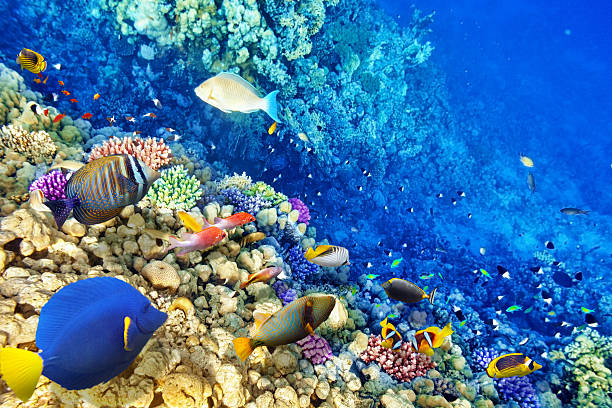 istock Underwater world with corals and tropical fish. 469614530