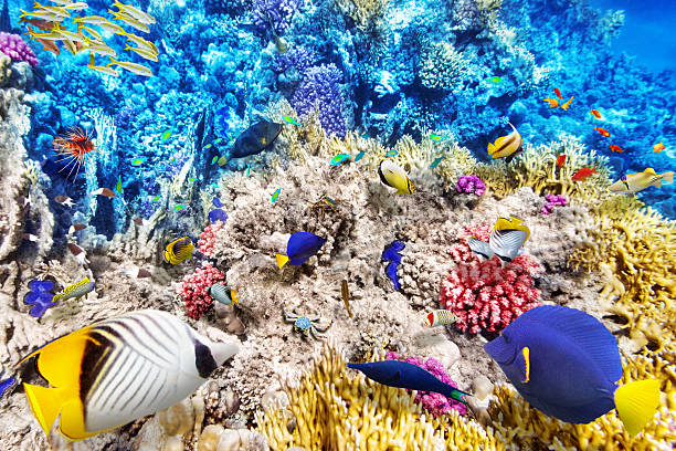 istock Underwater world with corals and tropical fish. 469614650