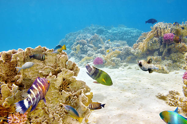 istock Underwater world with corals and tropical fish. 469614864