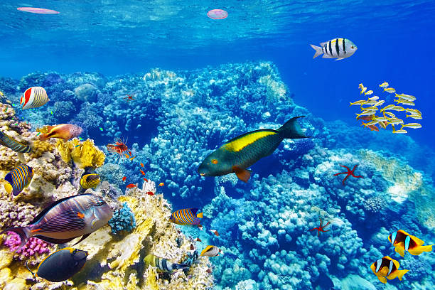 istock Underwater world with corals and tropical fish. 469615006