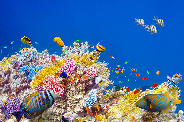 istock Underwater world with corals and tropical fish. 469615010