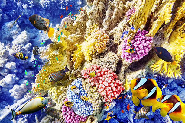 istock Underwater world with corals and tropical fish. 469615022