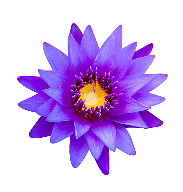 istock Close up light purple color blooming water 469615319