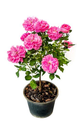 Rosa damascena in botanic name