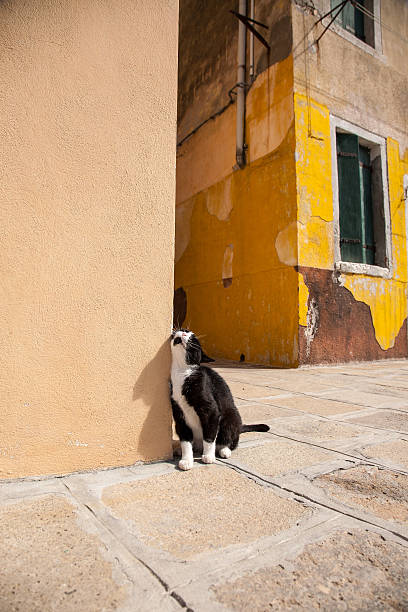istock Black cat in Burano, Venice 469615563