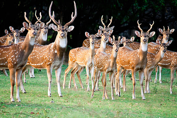 istock Herd of Indian Spotted Deer 469615637