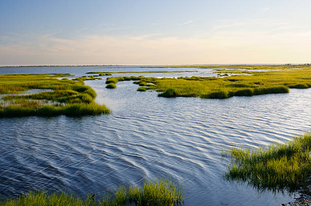 Ocean Inlet with Marsh Grass stock photo