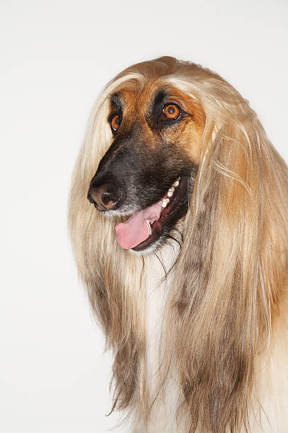 istock Closeup Of Afghan Hound 469615953
