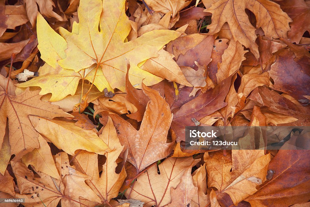 Sfondo autunno Leafs - Foto stock royalty-free di Arancione