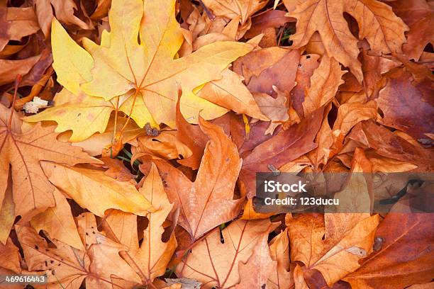 Foto de Fundo De Folhas De Outono e mais fotos de stock de Amarelo - Amarelo, Beleza natural - Natureza, Colorido