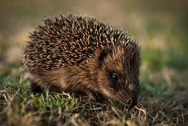 istock hedgehog sniffing for food 469616701