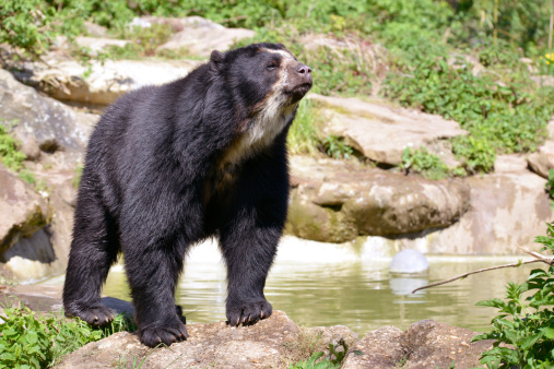 Andean bear (Tremarctos ornatus) standing near pond, also known as the spectacled bear