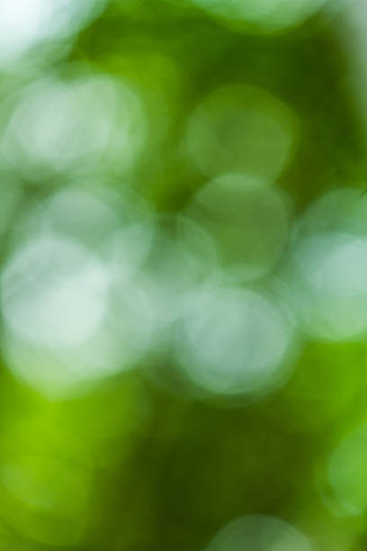 istock Sunny abstract green nature background 469617399