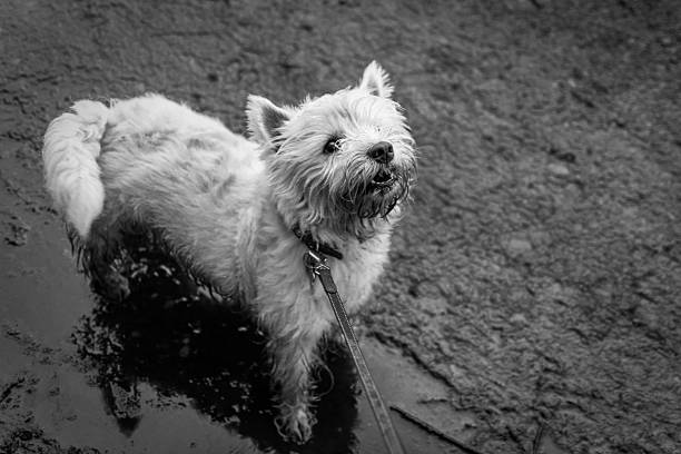istock West Highland Terrier Dog On A Walk With Lead. 469617406