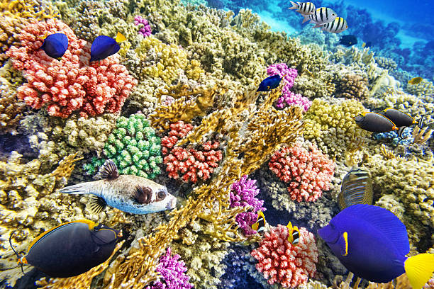 istock Underwater world with corals and tropical fish. 469617762