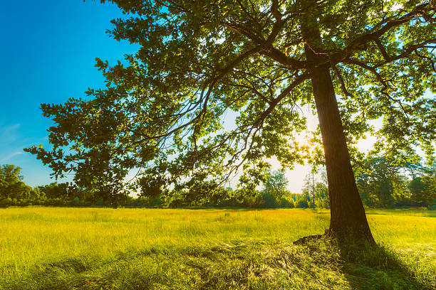 istock Summer Sunny Forest Trees And Green Grass. Nature Wood Sunlight 469617830