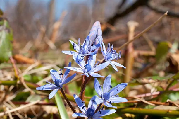 Blue spring squill