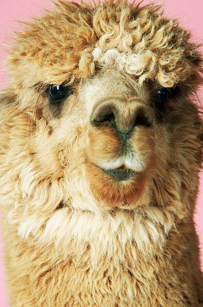 istock Closeup Of Alpaca On Pink Background 469618685